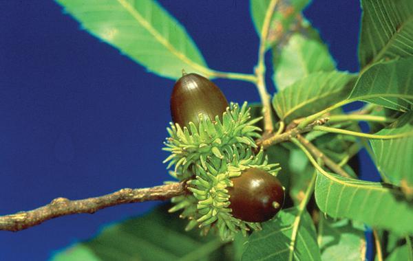 Brown acorns with green, spiky tops on a twig with green leaves.